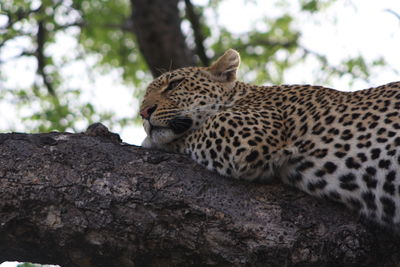 Tiger relaxing on rock