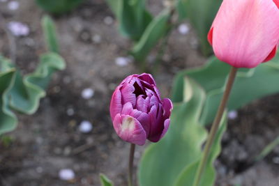 Close-up of pink tulip flower