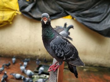 Close-up of pigeon perching on railing