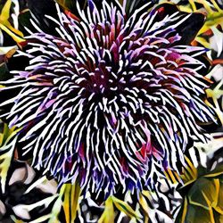 Full frame shot of flowers