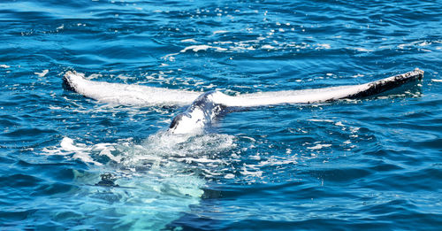 View of fish swimming in sea