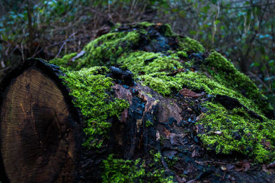 Close-up view of trees