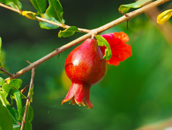 Close-up of red fruit on tree