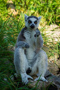 Sheep sitting on field
