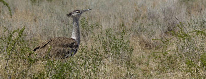 A kori bustard in etosha, the national park of namibia