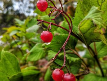 Close-up of red berries growing on tree