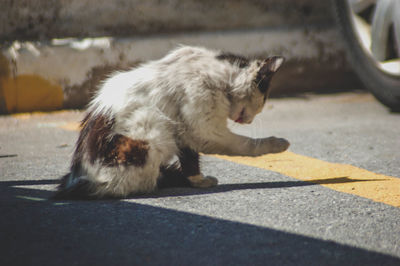 View of a cat on street