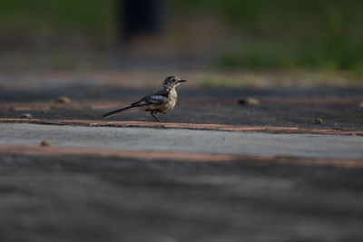 Close-up of bird perching on wood