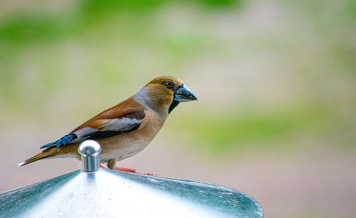 Close-up of bird perching on snow