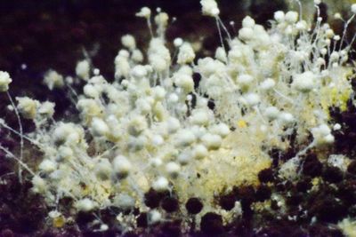 Close-up of white flowers