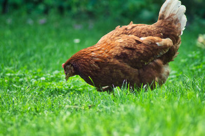 Side view of a bird on field