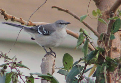 Close-up of bird perching on branch