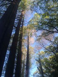 Low angle view of trees against sky