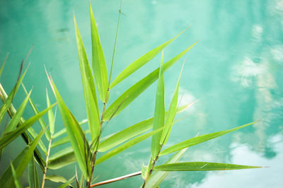 Close-up of fresh green plant on field