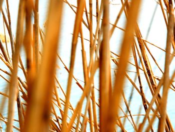 Close-up of crops against sky