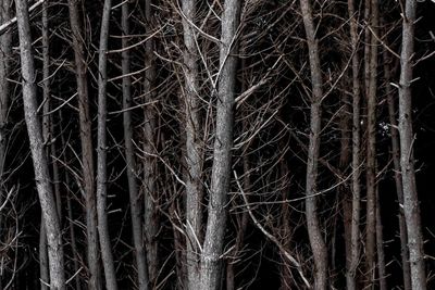 Bare trees in forest