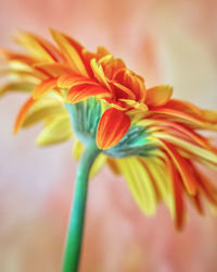 Close-up of orange flowering plant