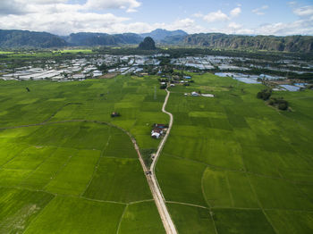 Rice field in the valley of maros near rammang rammang in south sulawesi indonesia.