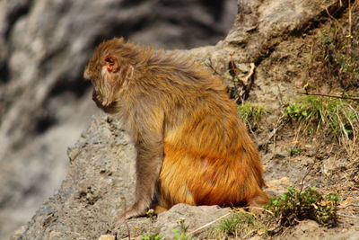 Monkey sitting on rock