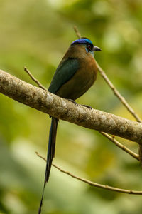 Close-up of bird perching on branch