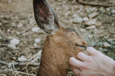 Close-up of a deer being caressed