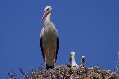 Close-up of bird perching on blue against clear sky