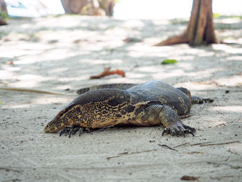 Close-up of monitor lizard on sand