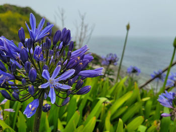 Close-up of purple flowering plant