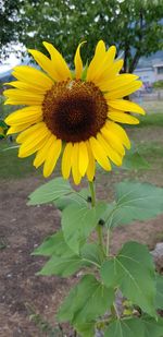 Close-up of sunflower