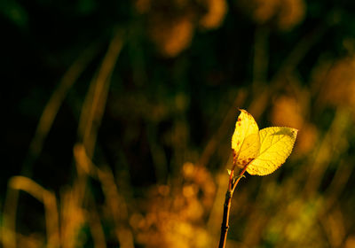 Close-up of yellow flowering plant