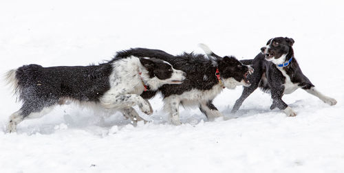 View of dogs on snow covered land