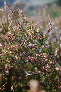 Close-up of purple flowering plant