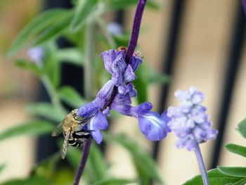 Close-up of butterfly on purple flower