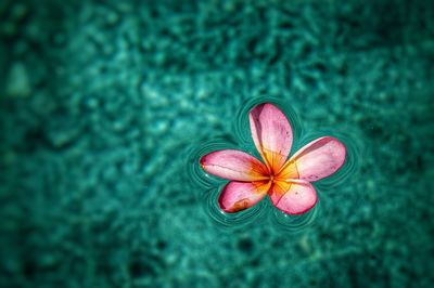 Close-up of pink plumeria floating on water