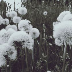 Close-up of white dandelion