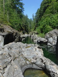 River flowing through forest