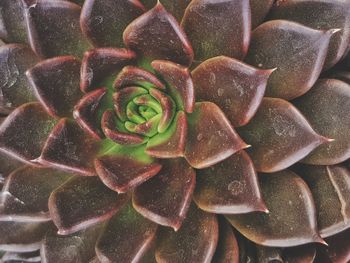 Full frame shot of succulent plant