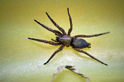 Close-up of spider