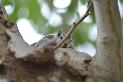 Low angle view of an animal on tree