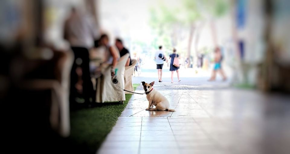 PORTRAIT OF DOG WALKING ON FOOTPATH BY SMALL