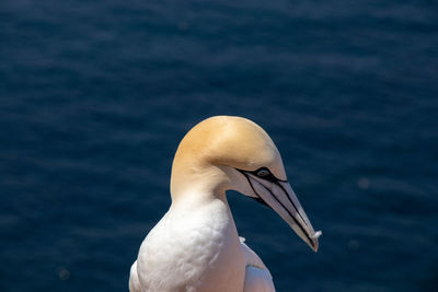 Close-up of a bird against the sea