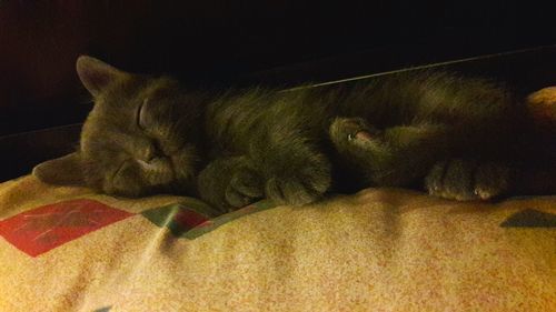 Close-up of cat on fabric