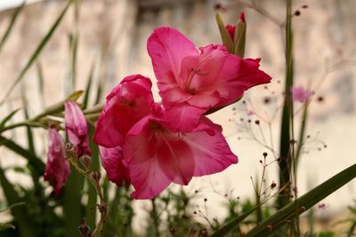 Close-up of pink flowering plant