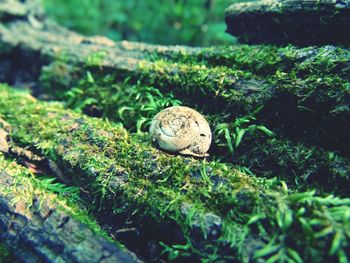 Close-up of snail on plants