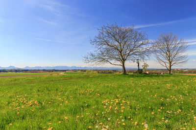 Bare tree on field against sky