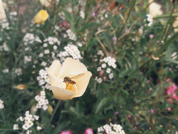 Close-up of yellow flowering plant