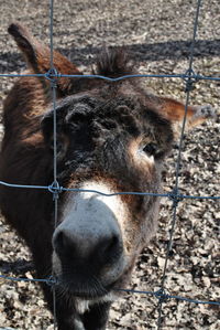 Close-up of a horse