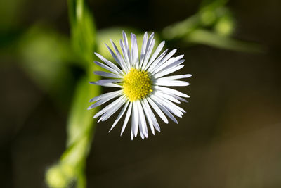 Close-up of white daisy flower