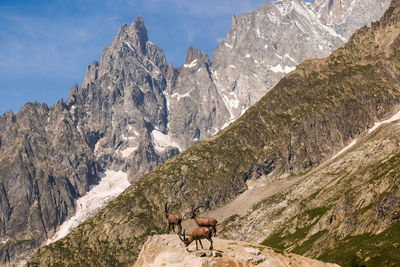 Portrait of three alpine ibex capra ibex on the mont blanc monte bianco background, italy