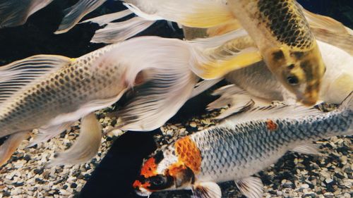 Close-up of ducks swimming in sea